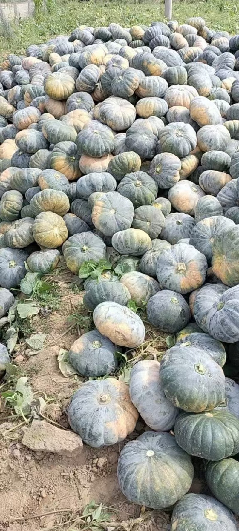 南瓜，黑皮，赖可丽，圆瓜，老南瓜，万亩基地