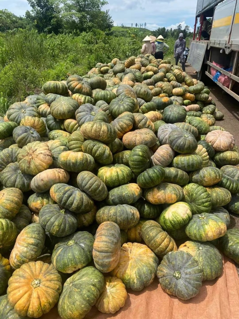 南瓜，黑皮，赖可丽，圆瓜，老南瓜，万亩基地