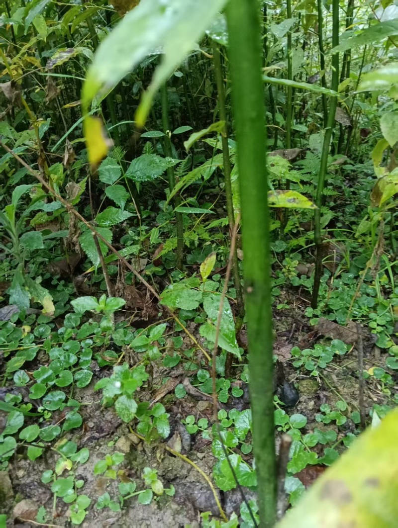 各位老板大家好，今年的木姜子苗开始出售了，欢迎各位咨询