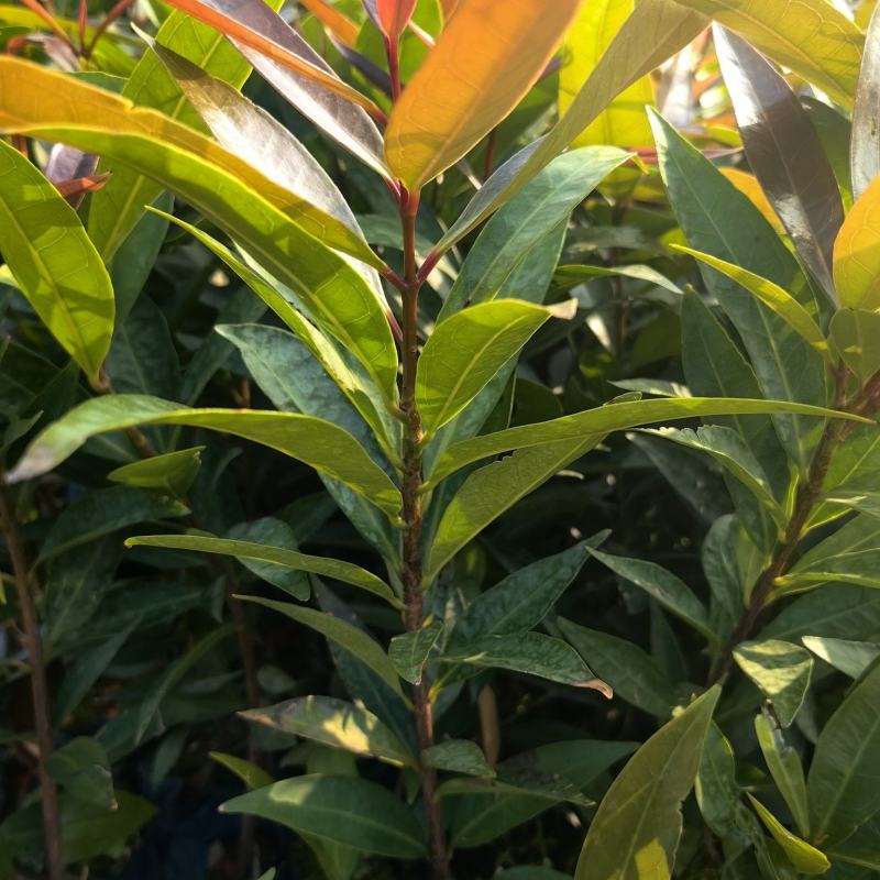 水蒲桃绿化种苗园林绿化苗工程苗产地直发量大优惠