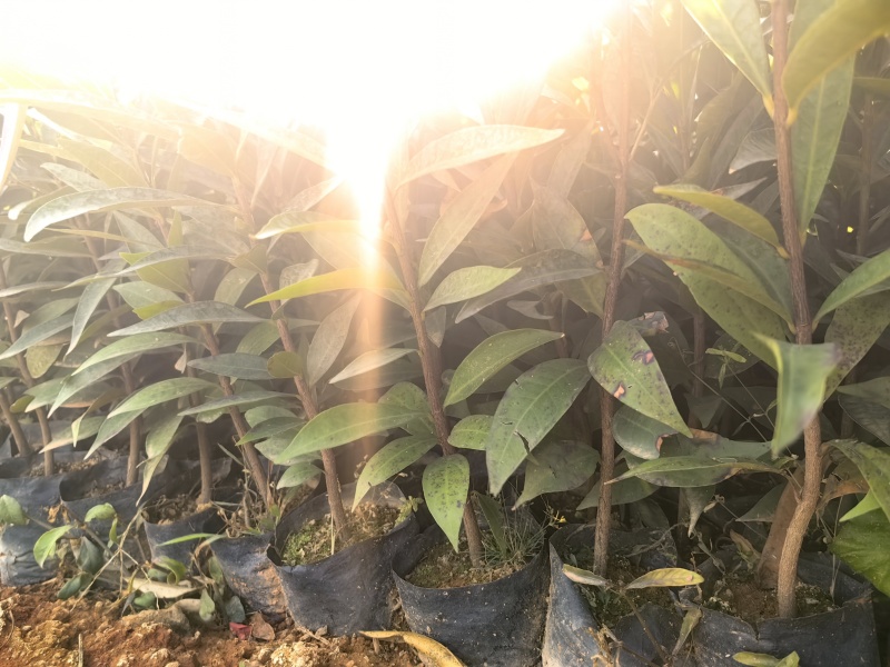 水蒲桃绿化种苗园林绿化苗工程苗产地直发量大优惠