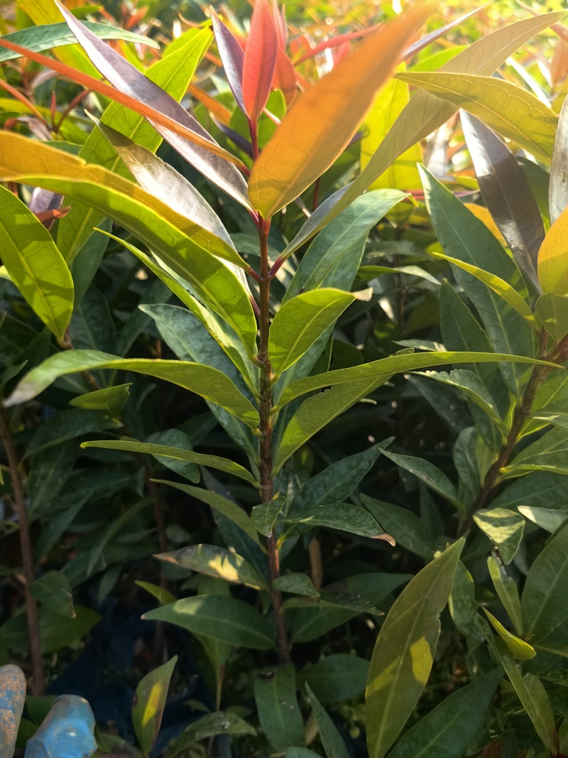 水蒲桃绿化种苗园林绿化苗工程苗产地直发量大优惠