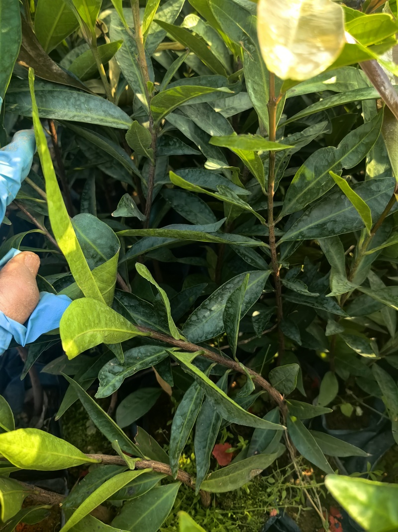 水蒲桃绿化种苗园林绿化苗工程苗产地直发量大优惠