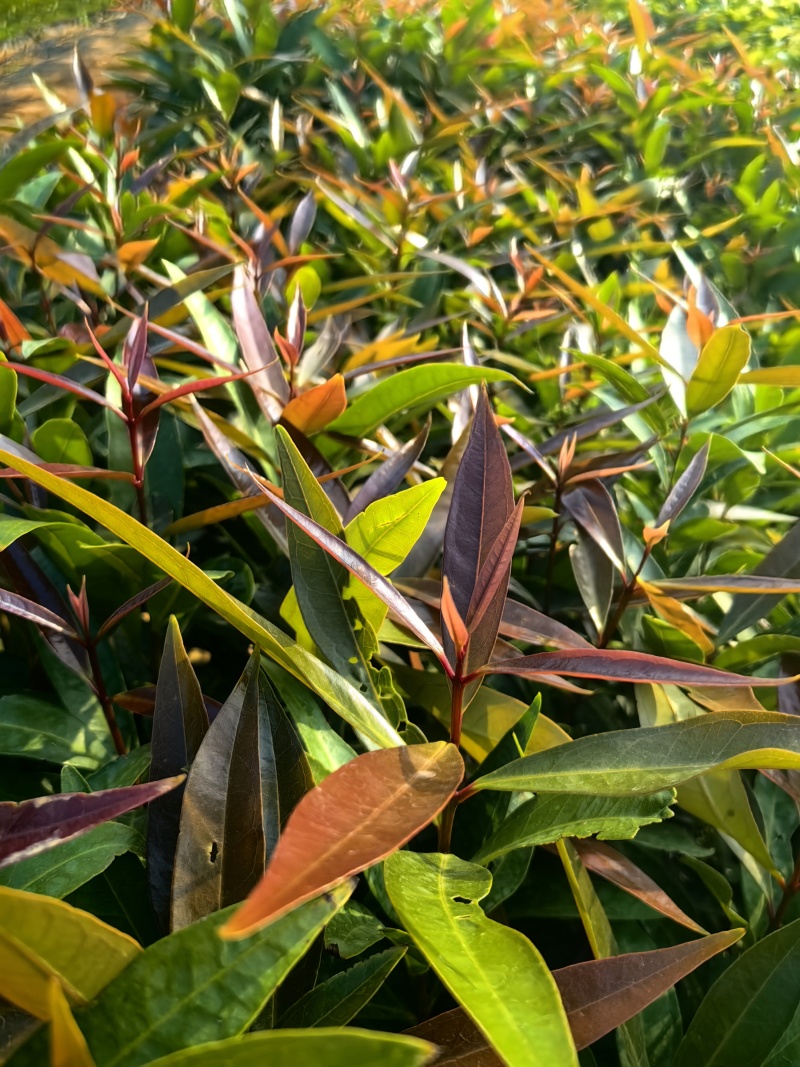 水蒲桃绿化种苗园林绿化苗工程苗产地直发量大优惠
