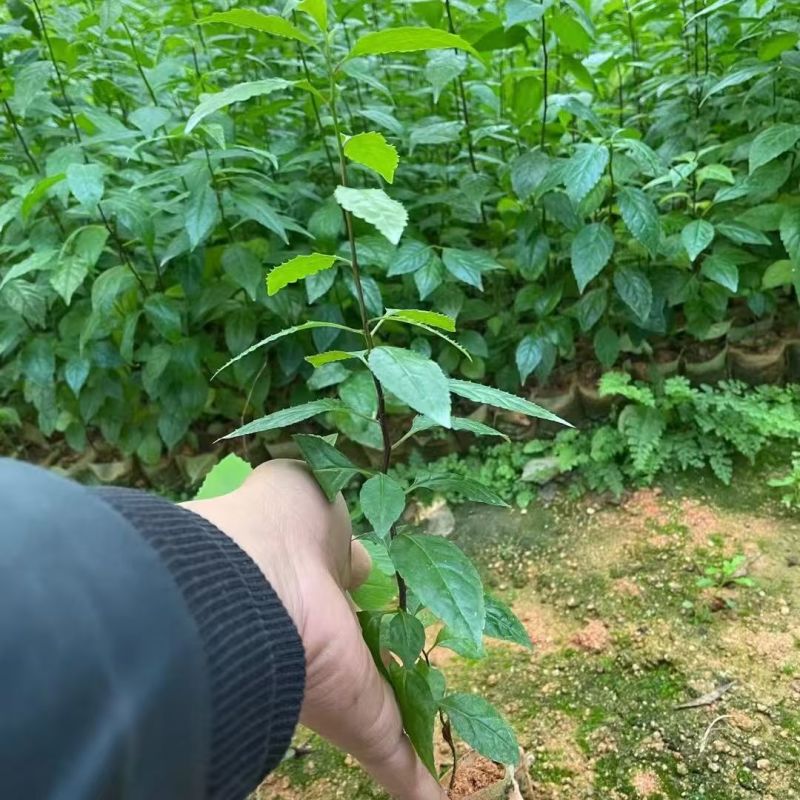 岗梅苗广西发货树苗岗梅根苗成品种植基地带杯土带