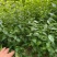 岗梅苗广西发货树苗岗梅根苗成品种植基地带杯土带