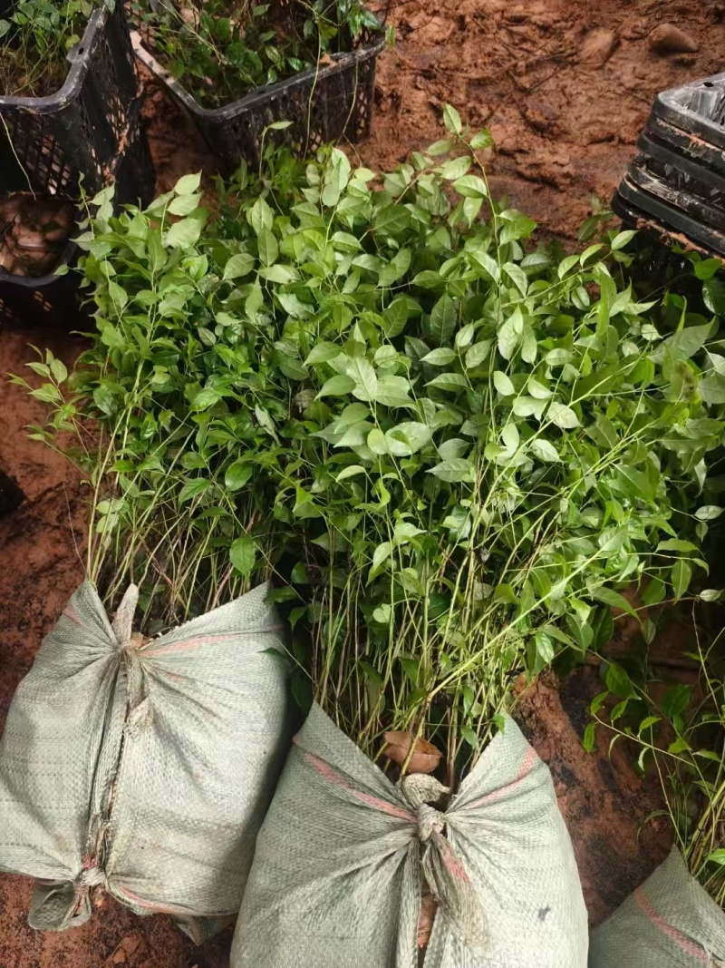 岗梅苗广西发货树苗岗梅根苗成品种植基地带杯土带