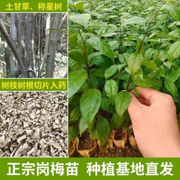 岗梅苗广西发货树苗岗梅根苗成品种植基地带杯土带