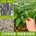 岗梅苗广西发货树苗岗梅根苗成品种植基地带杯土带