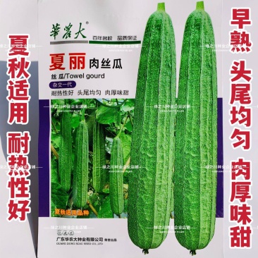 夏丽肉丝瓜种子华南农业大学大肉花点丝瓜种子耐热夏秋播种