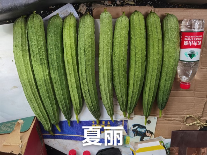 夏丽肉丝瓜种子华南农业大学大肉花点丝瓜种子耐热夏秋播种