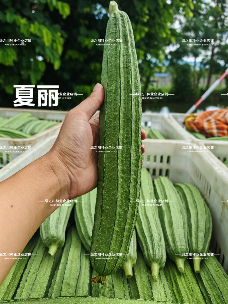夏丽肉丝瓜种子华南农业大学大肉花点丝瓜种子耐热夏秋播种