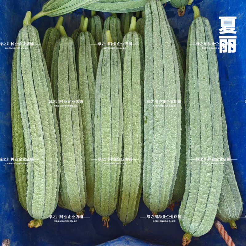 夏丽肉丝瓜种子华南农业大学大肉花点丝瓜种子耐热夏秋播种
