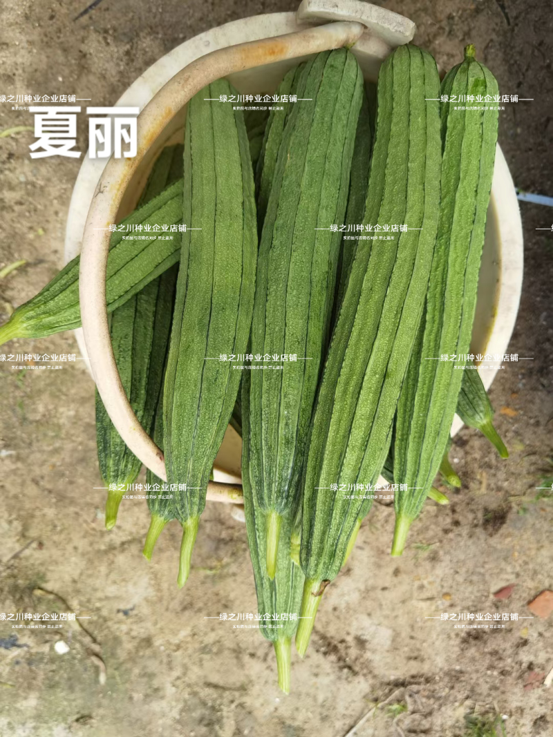 夏丽肉丝瓜种子华南农业大学大肉花点丝瓜种子耐热夏秋播种