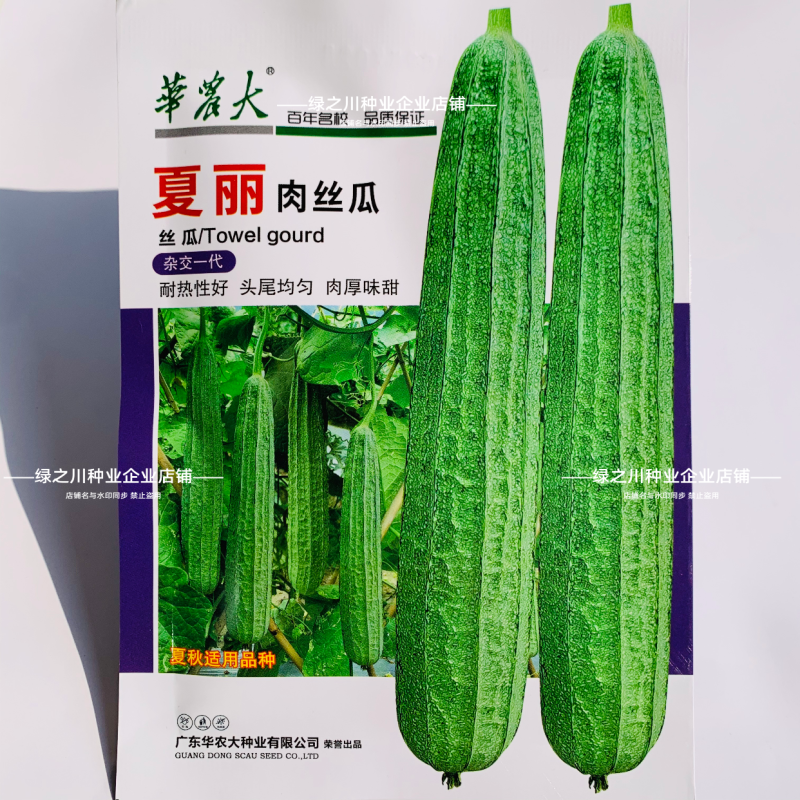 夏丽肉丝瓜种子华南农业大学大肉花点丝瓜种子耐热夏秋播种