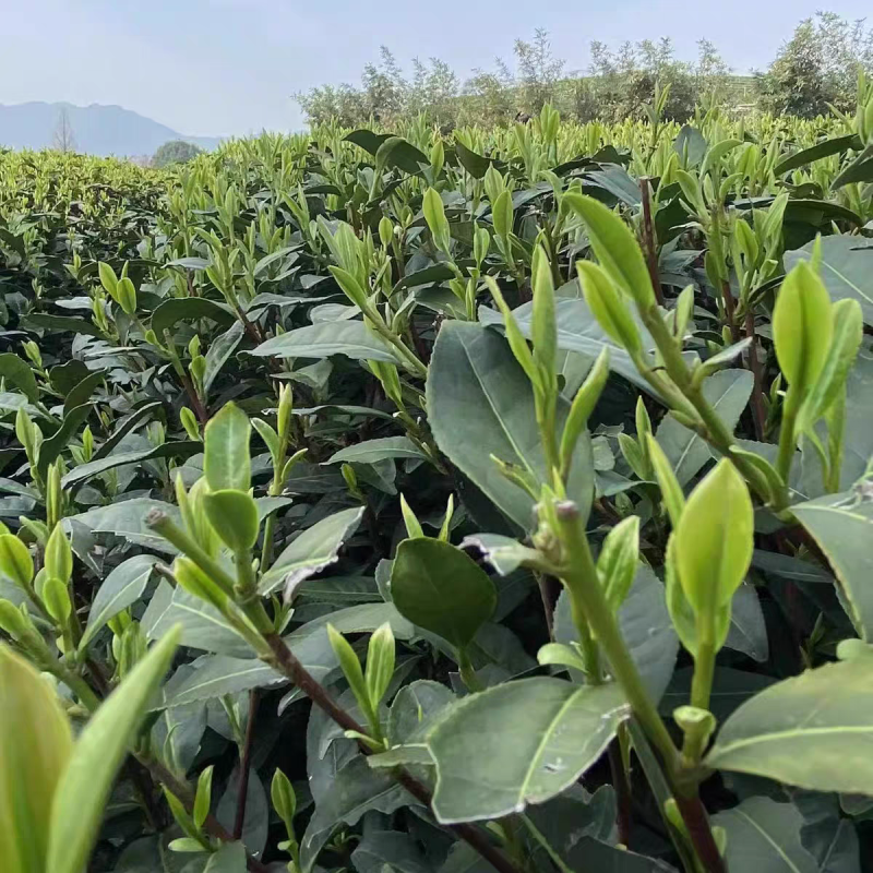 2025年明前龙井茶预售手工茶