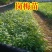 岗梅苗树岗梅树苗广西发货岗梅根苗成品种植基地带杯土发货