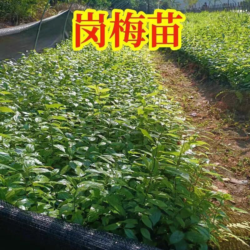岗梅苗树岗梅树苗广西发货岗梅根苗成品种植基地带杯土发货