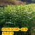 岗梅苗树岗梅树苗广西发货岗梅根苗成品种植基地带杯土发货