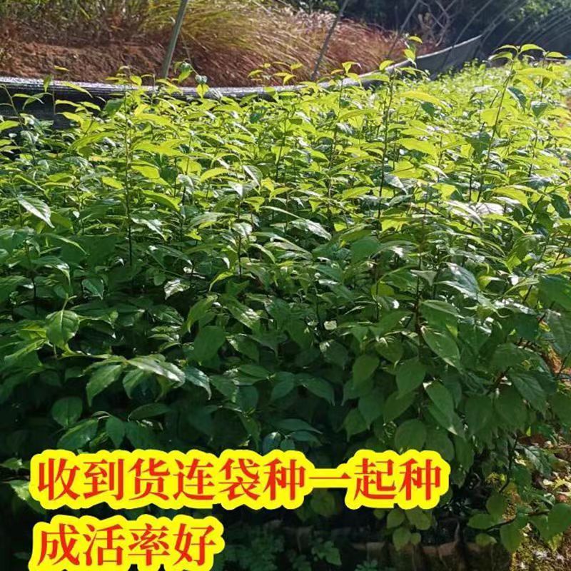 岗梅苗树岗梅树苗广西发货岗梅根苗成品种植基地带杯土发货