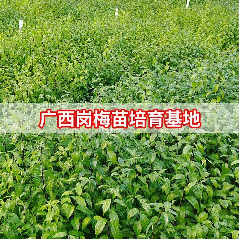 岗梅苗树岗梅树苗广西发货岗梅根苗成品种植基地带杯土发货