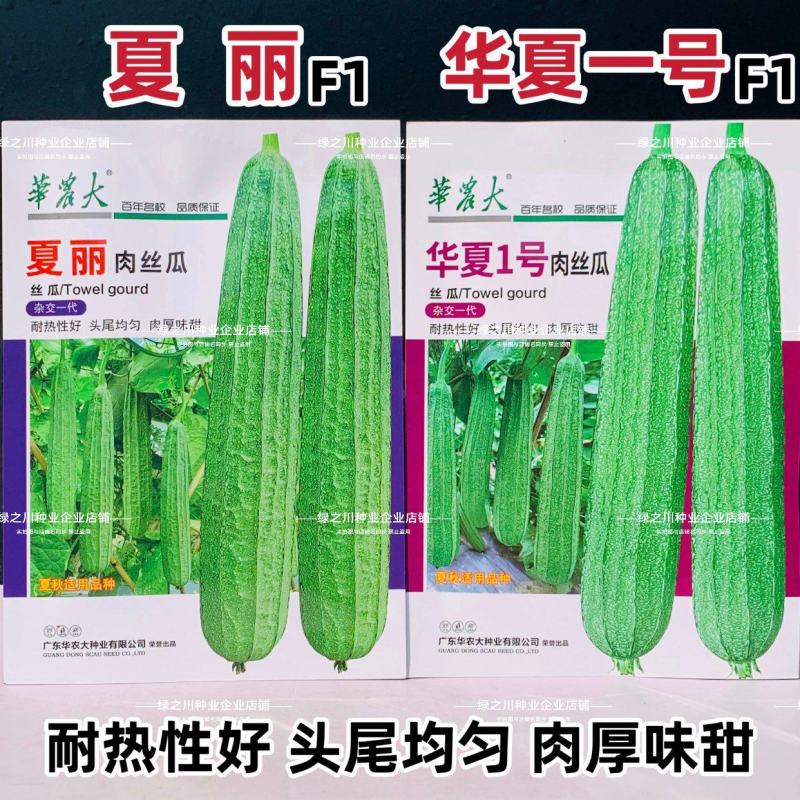 夏丽/华夏1号花点大肉肉丝瓜种子棱角丝瓜种子早熟耐热