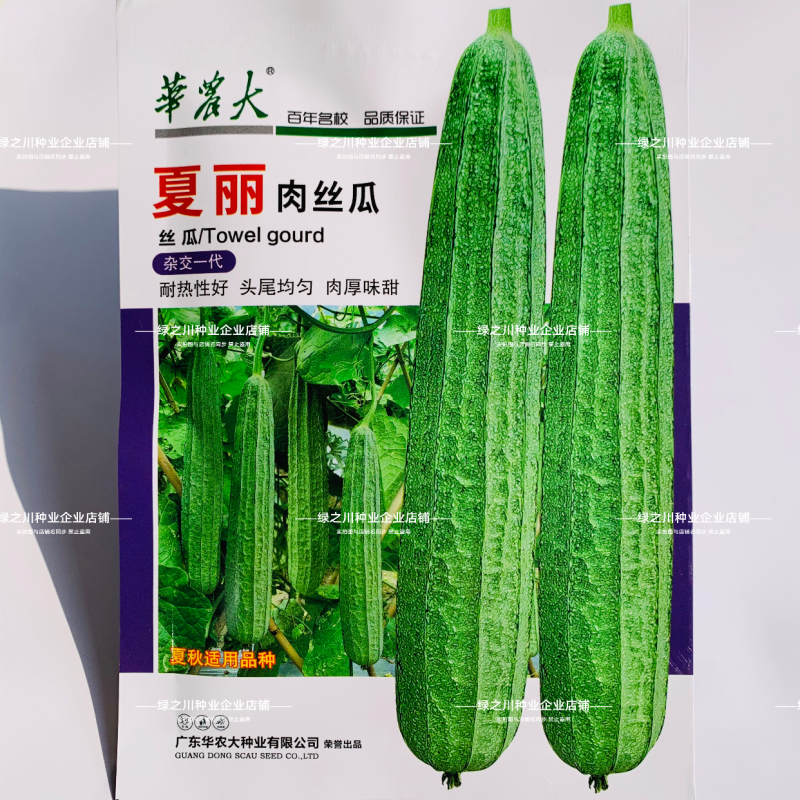 夏丽/华夏1号花点大肉肉丝瓜种子棱角丝瓜种子早熟耐热