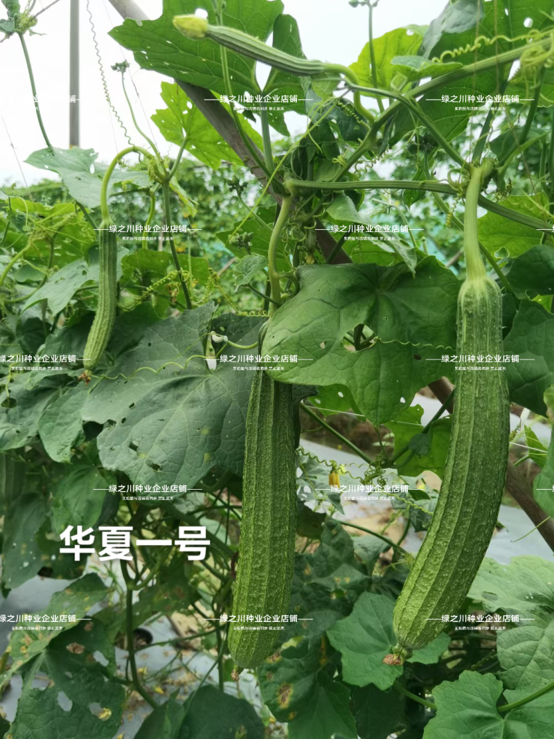 夏丽/华夏1号花点大肉肉丝瓜种子棱角丝瓜种子早熟耐热