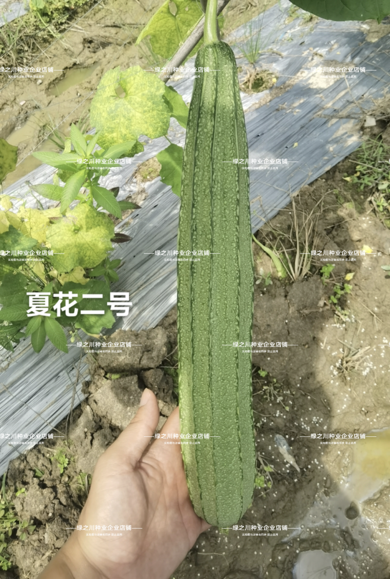 夏丽/华夏1号花点大肉肉丝瓜种子棱角丝瓜种子早熟耐热