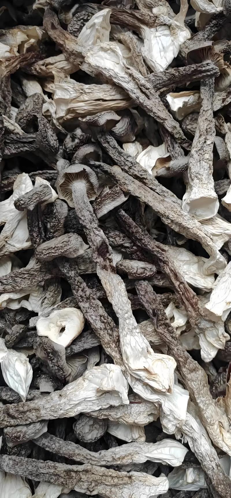 原产地鹿茸菇实力工厂鹿茸菇脆脆菇一件代发支持oem