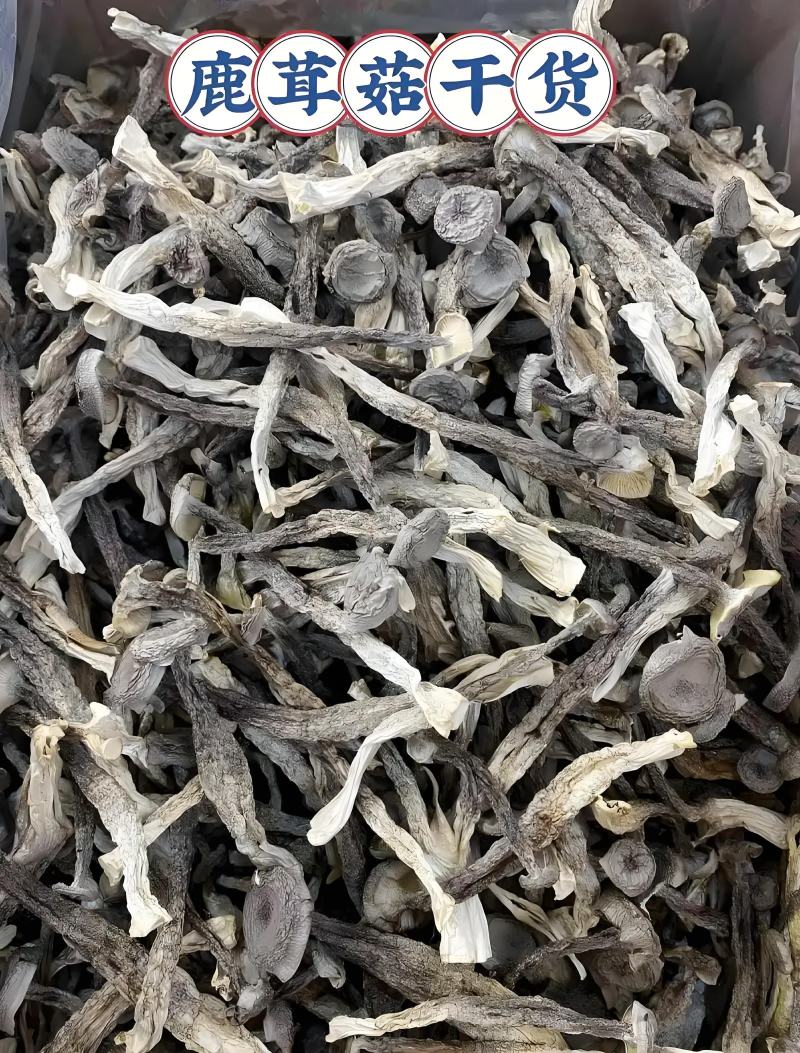 原产地鹿茸菇实力工厂鹿茸菇脆脆菇一件代发支持oem