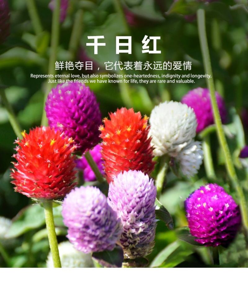 千日红种子