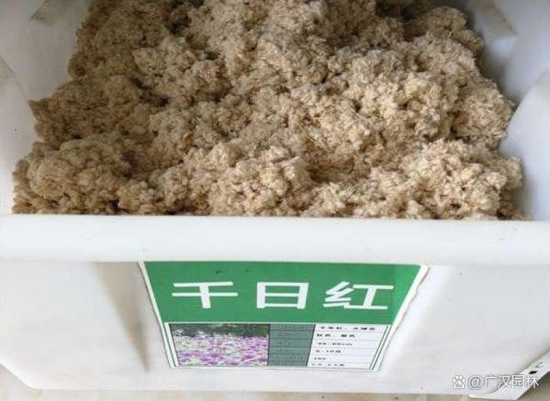 千日红种子
