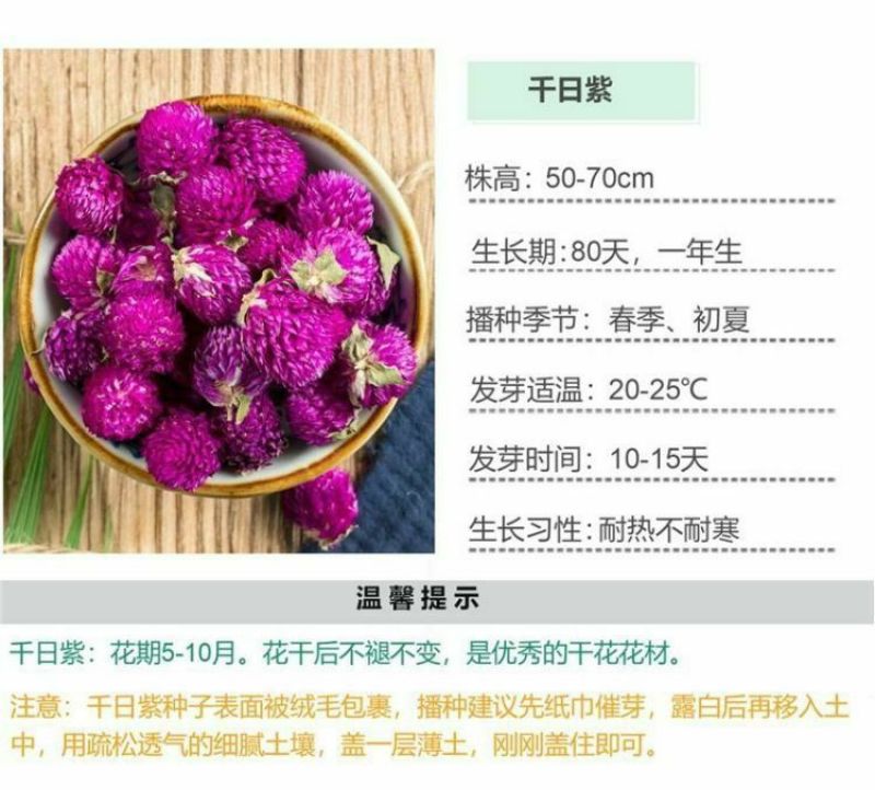 千日红种子