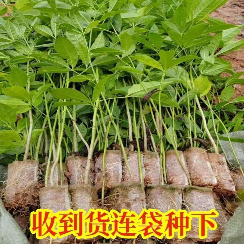 三叉苦树苗三桠苦正宗三丫苦小黄散三枝枪鸡骨树药材种苗