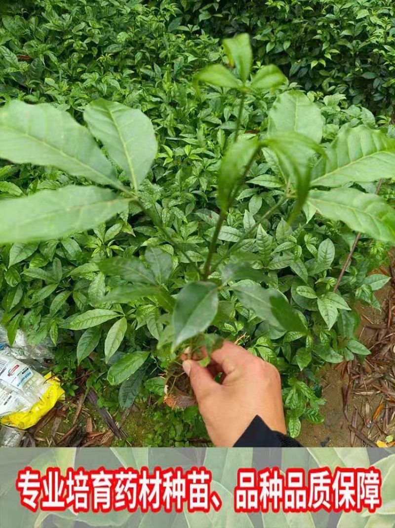 三叉苦树苗三桠苦正宗三丫苦小黄散三枝枪鸡骨树药材种苗
