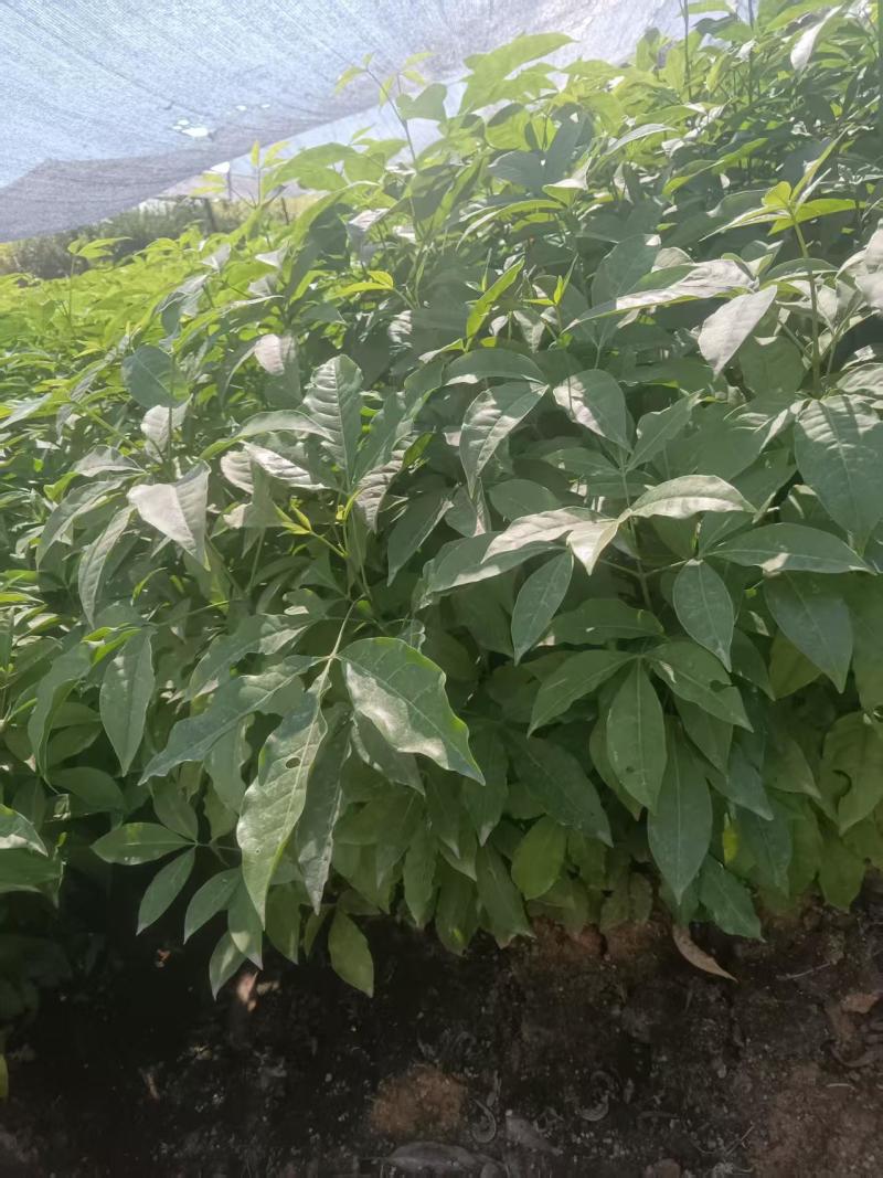 三叉苦树苗三桠苦正宗三丫苦小黄散三枝枪鸡骨树药材种苗