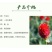 千日红种子