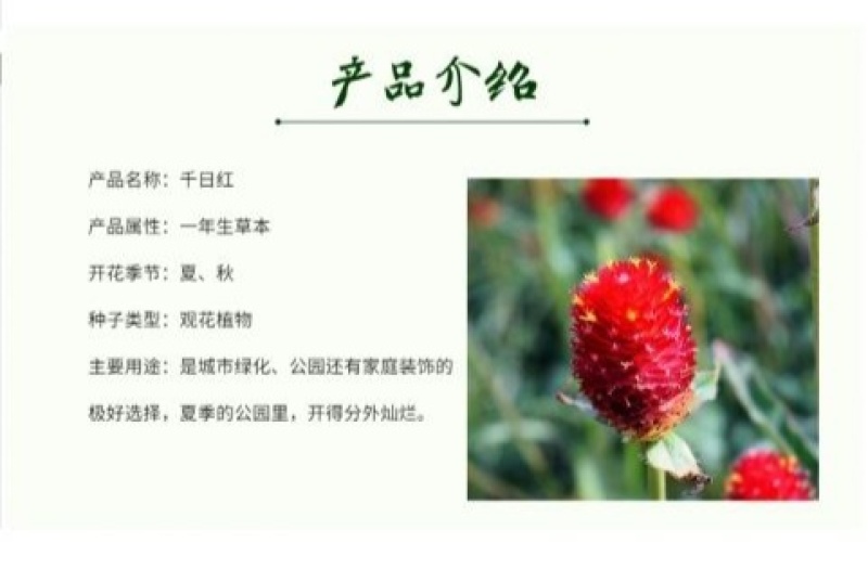 千日红种子