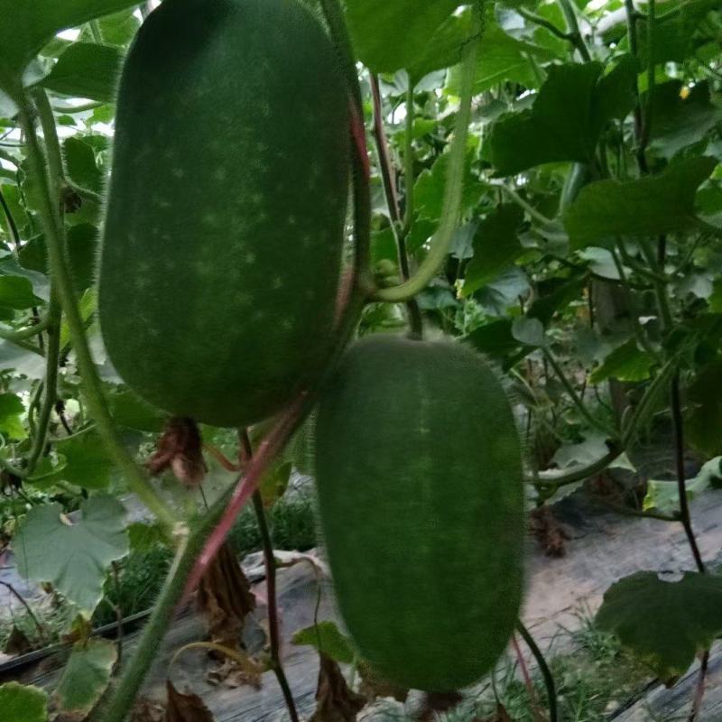 冬瓜大量现货要联系