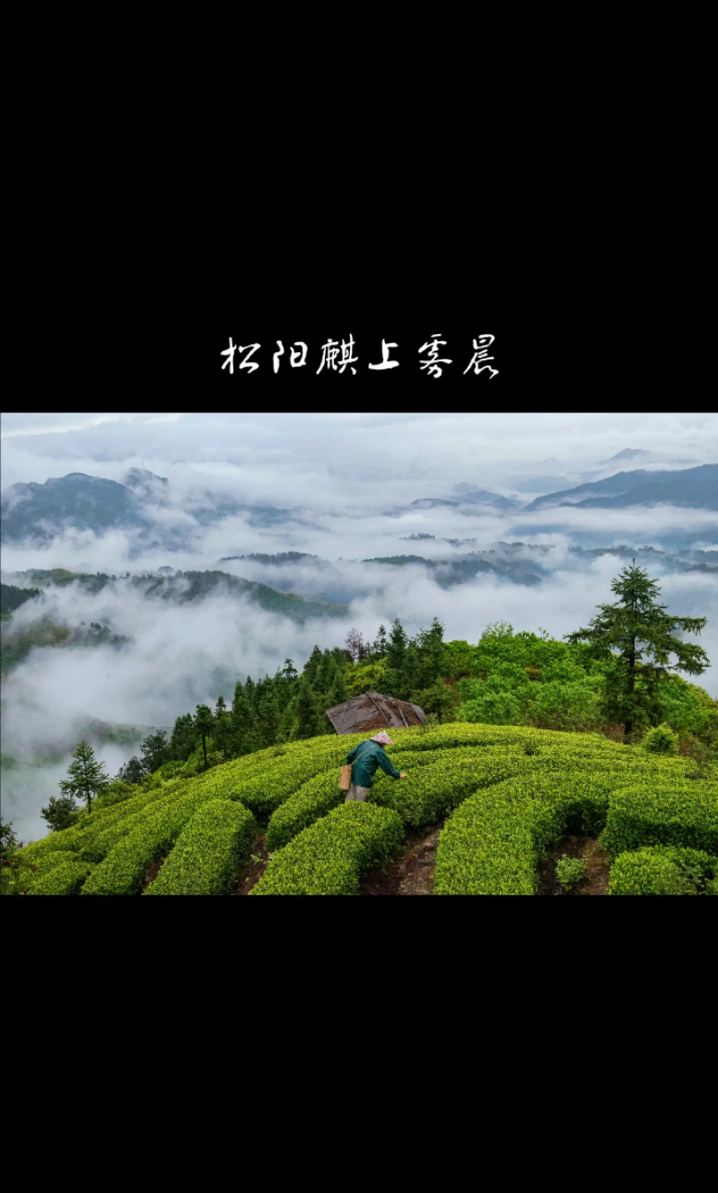 2025年明前龙井茶预售手工茶