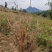 正宗露天培育驯化虎杖苗产量高包技术包成活率价格优惠