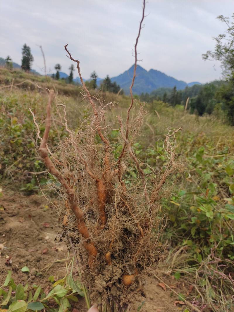 正宗露天培育驯化虎杖苗产量高包技术包成活率价格优惠