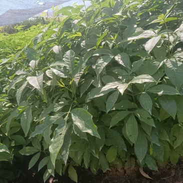 三叉苦树苗三桠苦正宗三丫苦小黄散三枝枪鸡骨树药材种苗