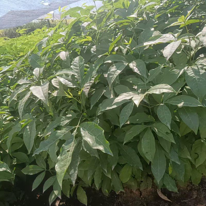 三叉苦树苗三桠苦正宗三丫苦小黄散三枝枪鸡骨树药材种苗