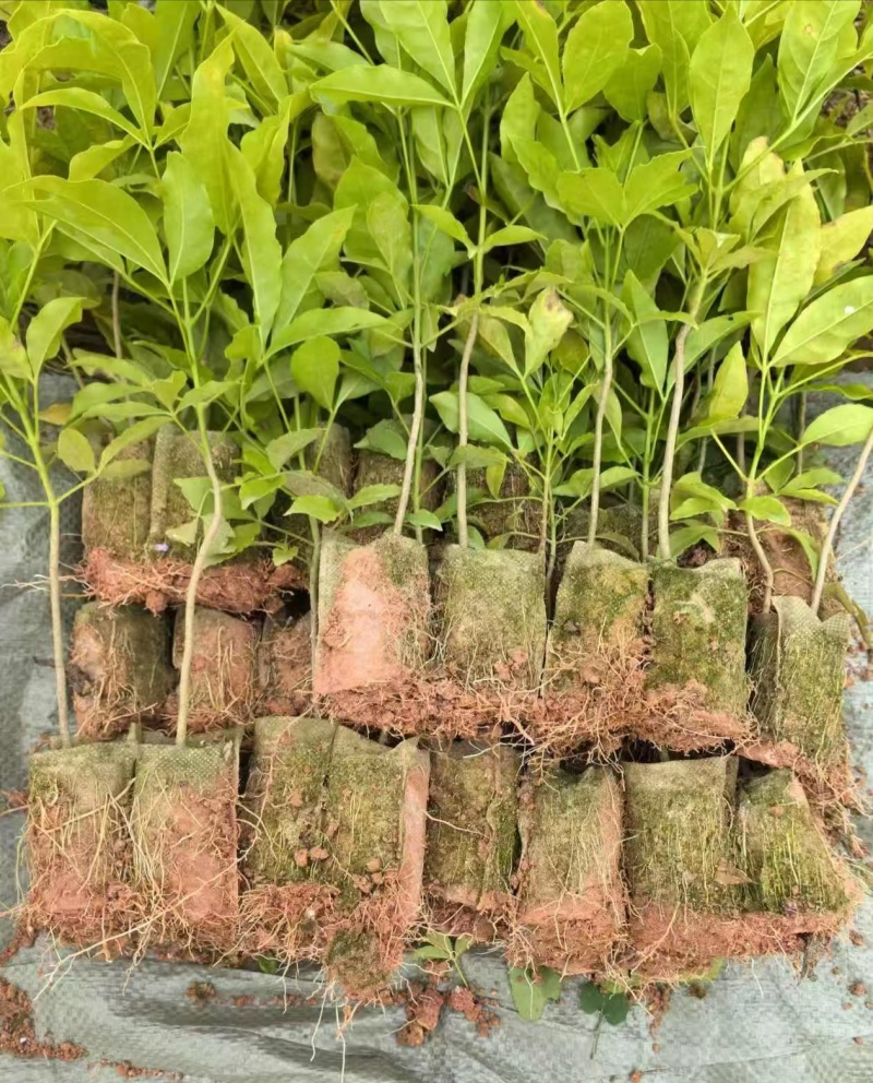 三叉苦树苗三桠苦正宗三丫苦小黄散三枝枪鸡骨树药材种苗