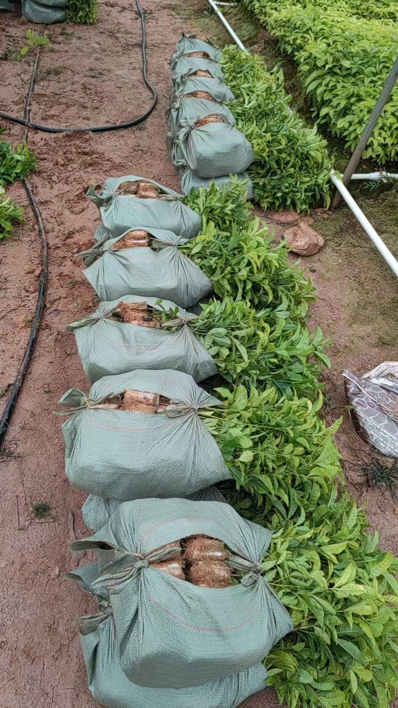 三叉苦树苗三桠苦正宗三丫苦小黄散三枝枪鸡骨树药材种苗