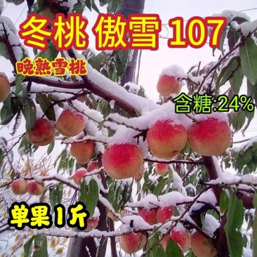 晚熟冬桃苗新品种离核傲雪107帅师香沂蒙霜巨蜜王包邮