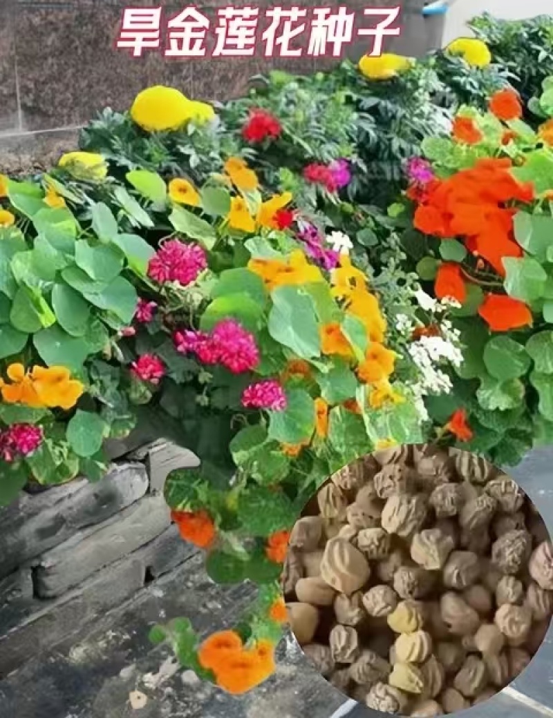 花卉秋天多年生矮生花草植物金莲花旱金莲种子四季易种易活花