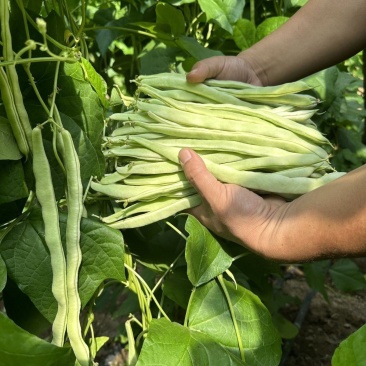 农娃娃摇钱树架豆种子高产结荚能力强豆荚嫩白绿厚肉春秋菜豆